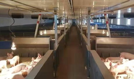 叶县 招商引资风头劲，乡村振兴活力增，科技中介服务赋能发展新格局